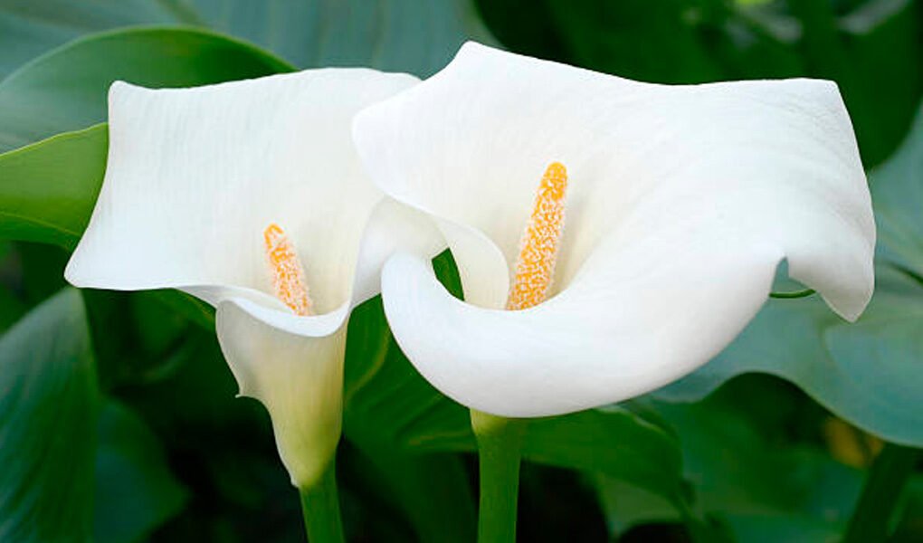 Copo de leite: flor que representa a pureza e santidade do casamento -  DONOZEN