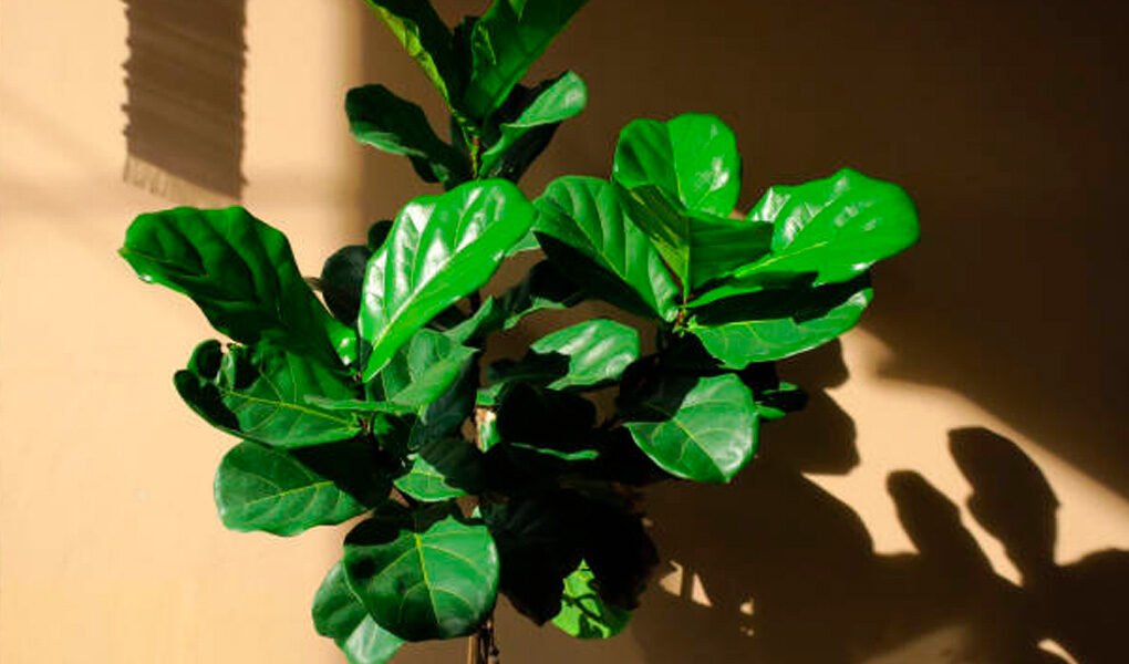 Ficus Lyrata: suas folhas volumosas deixam qualquer ambiente mais estiloso!  - DONOZEN