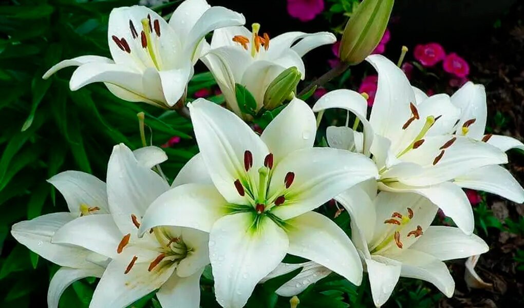 Lírio: os principais tipos e como cultivar essa flor repleta de simbolismo  - DONOZEN