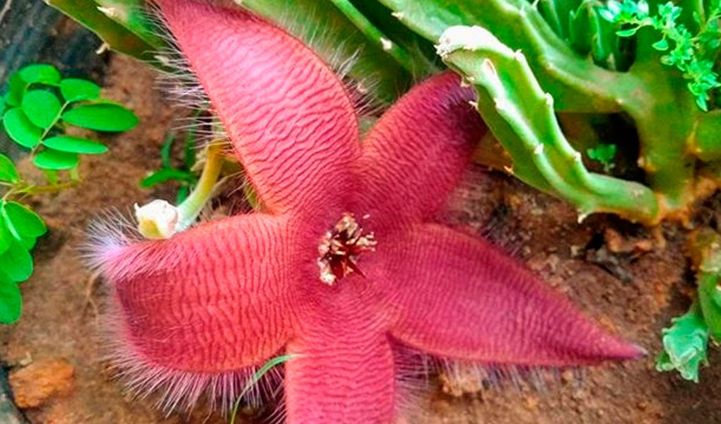 Stapelia hisurta: Estrela do mar ou flor carniça