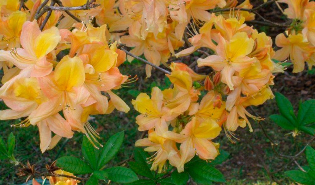 Azaléia: variedades e características dessa flor exuberante