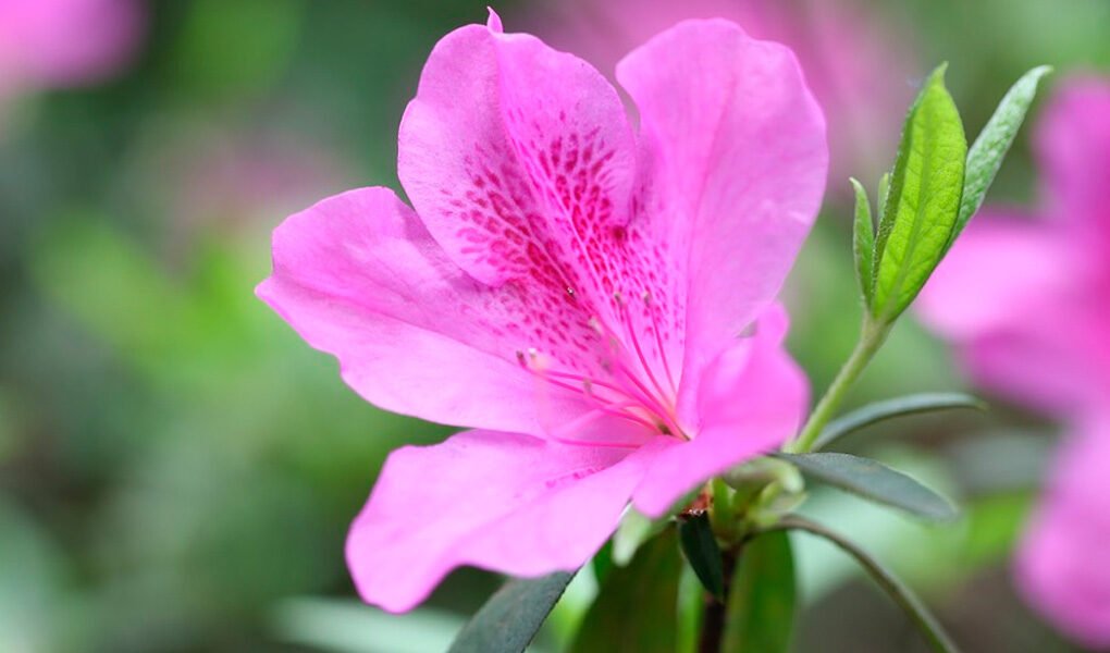 Azaléia: variedades e características dessa flor exuberante