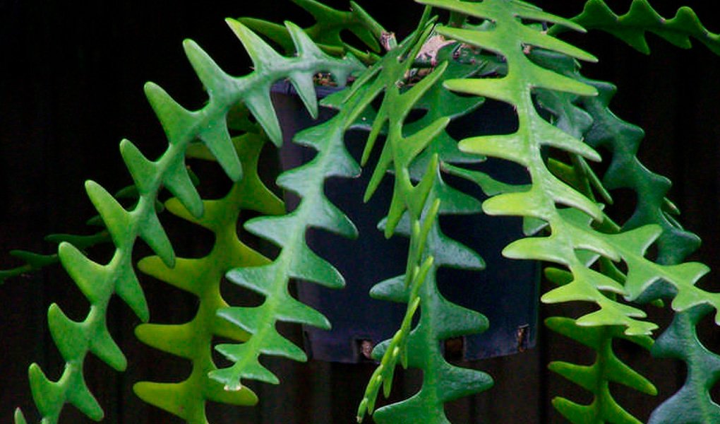 Cacto Sianinha: planta epífita que chama atenção pela beleza das flores