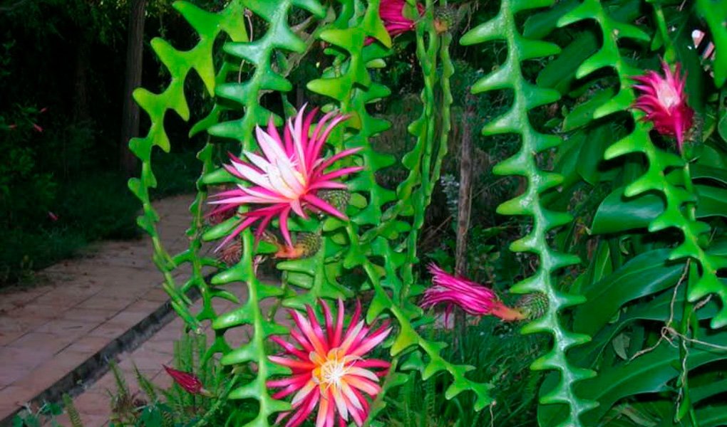 Cacto Sianinha: planta epífita que chama atenção pela beleza das flores
