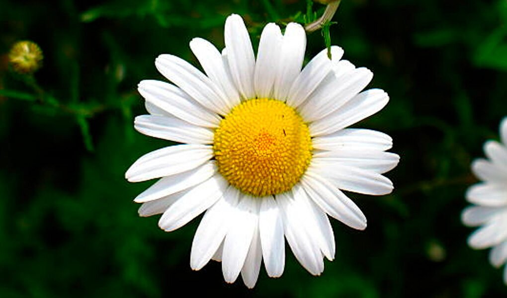 Margarida: a flor que simboliza a inocência e juventude