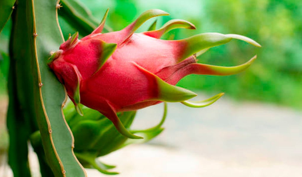 Pitaya: conheça os benefícios e 4 formas de plantar a fruta em casa