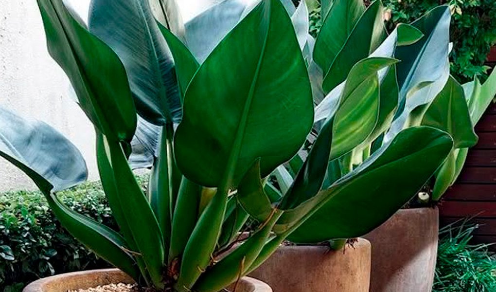 Pacová: planta resistente ideal para o cultivo dentro de casa