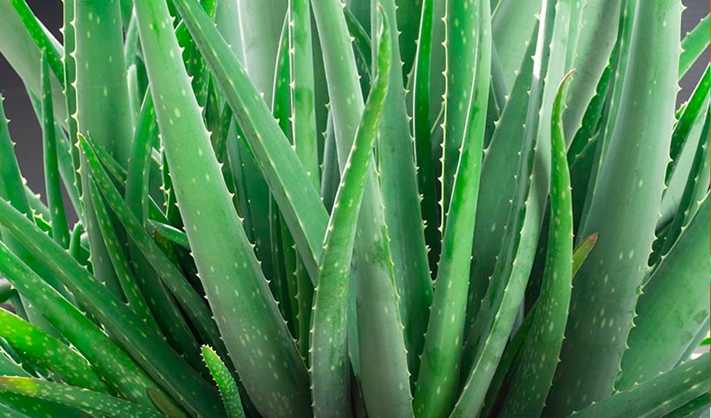 Aloe vera: como plantar e cuidar da Babosa