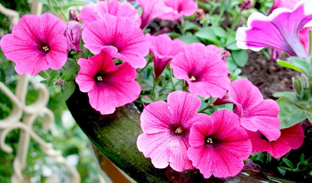 Petúnia: aprenda como cultivá-la e garanta flores bonitas em seu jardim!
