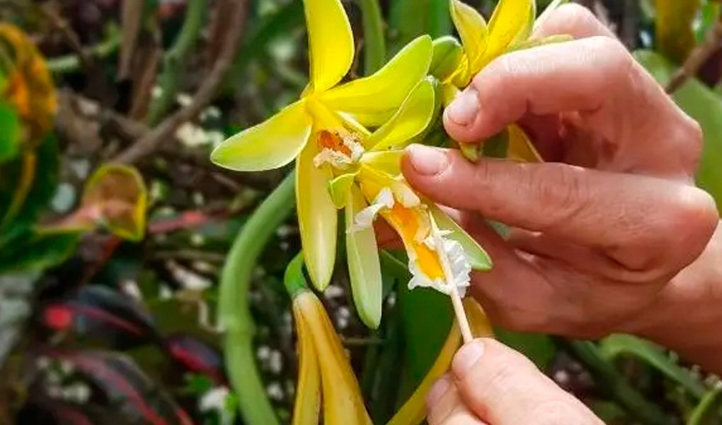 Orquídia baunilha: passo a passo do cultivo à polinização