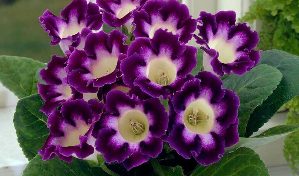 Gloxínia: uma flor linda e fácil de cultivar
