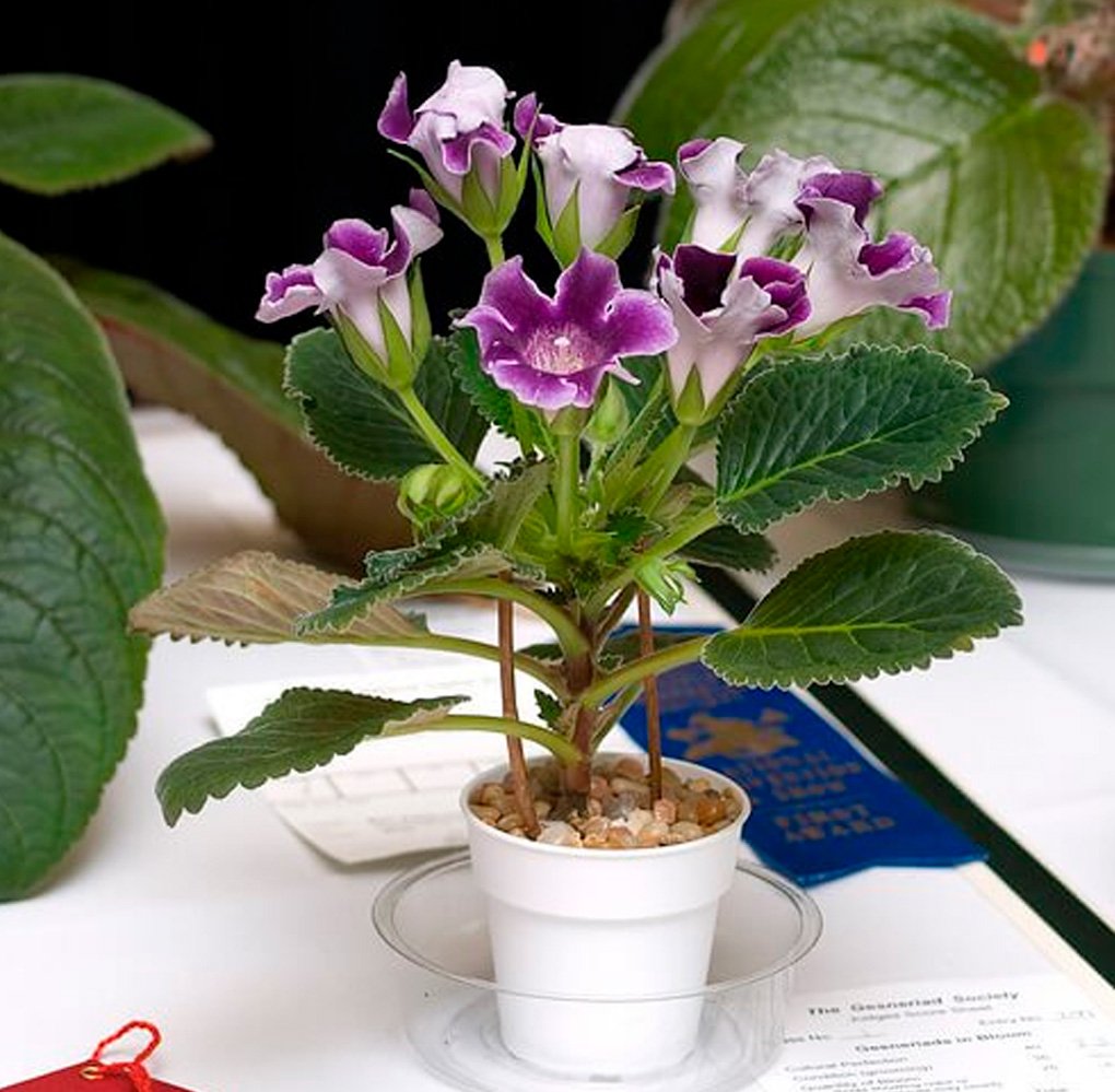 Gloxínia: uma flor linda e fácil de cultivar