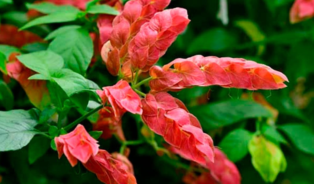 Camarão vermelho: como cultivar essa linda flor de maneira muito fácil