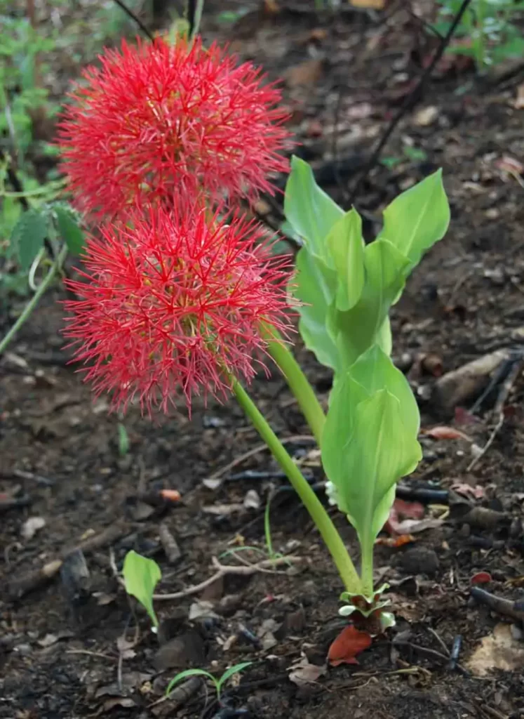 Scadoxus multiflorus: aprenda como cultivar a flor Estrela de Natal!