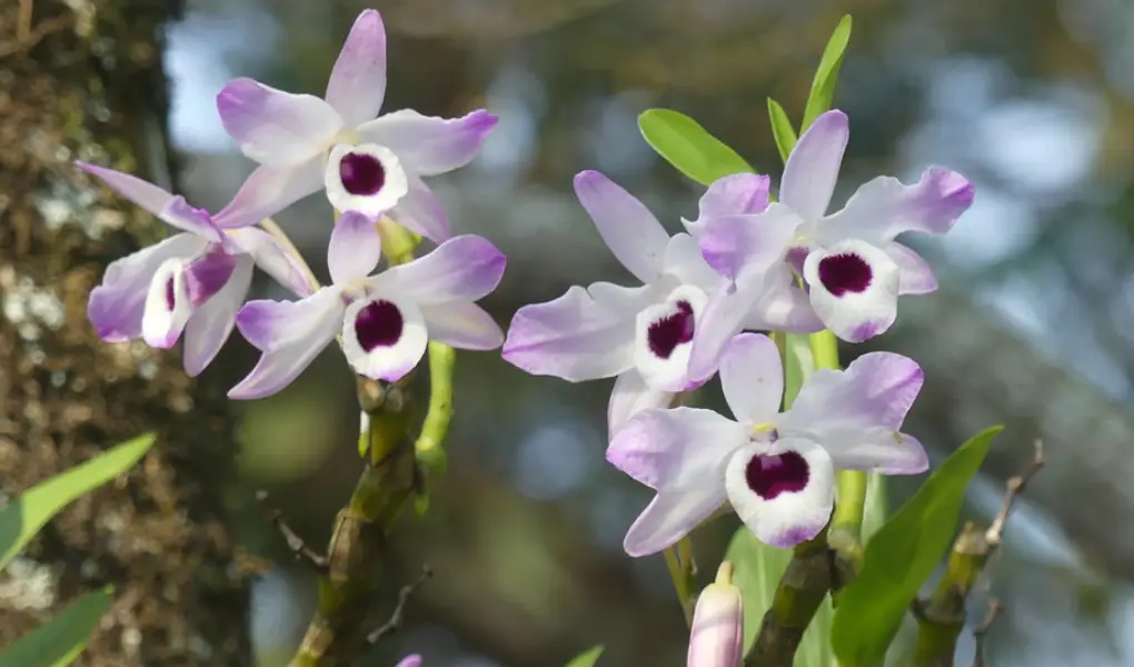 Dendrobium Nobile: como cuidar da orquídea Olho de Boneca