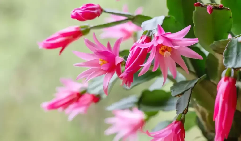 Flor de outubro: como cultivar a Hatiora rosea