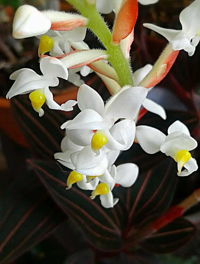 Ludisia Discolor: Você conhece a orquídea pipoca?