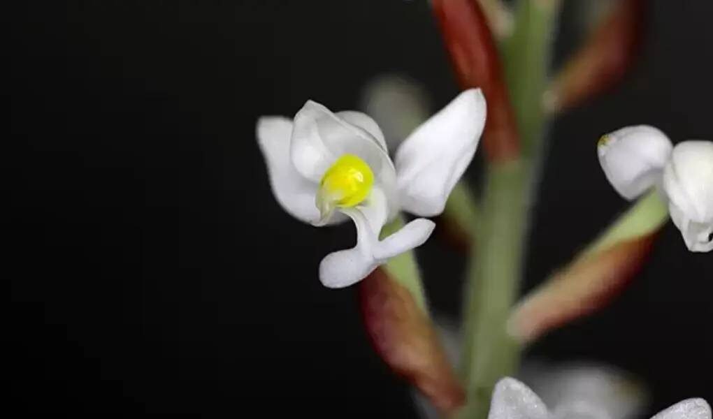 Ludisia Discolor: Você conhece a orquídea pipoca?
