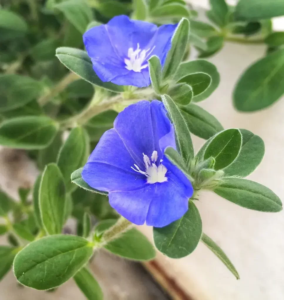 Azulzinha: planta simples de cuidar!