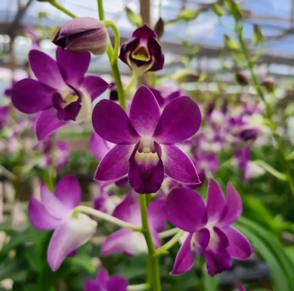 Orquídea Denphal: ela é conhecida por suas altas floradas!