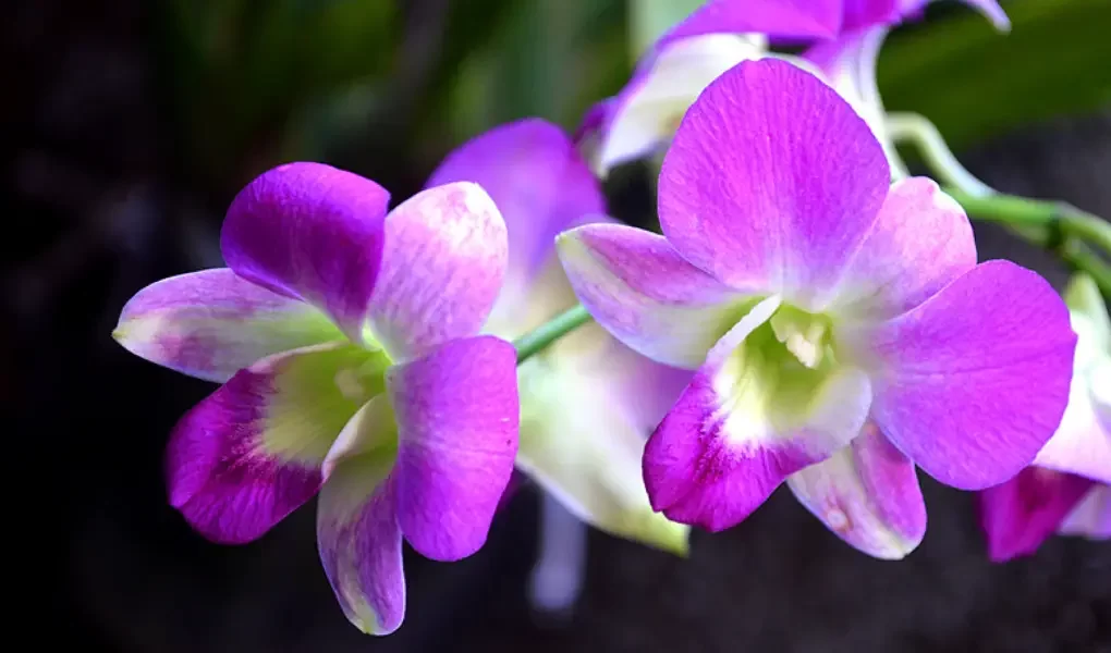 Orquídea Denphal: ela é conhecida por suas altas floradas!